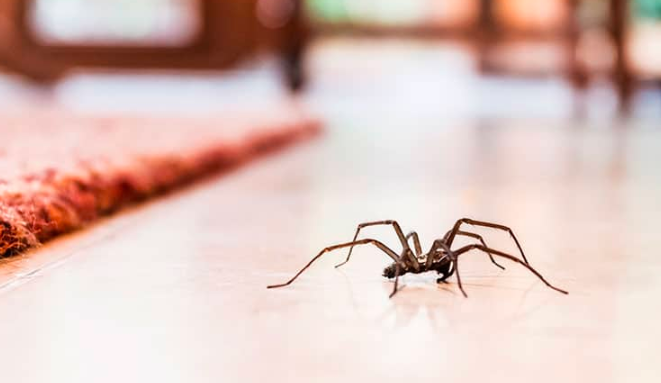 Spider Pest Control