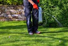 Lawn Pest Control in the Twin Cities: Safeguarding Your Green Space