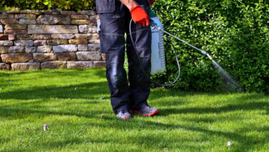 Lawn Pest Control in the Twin Cities: Safeguarding Your Green Space