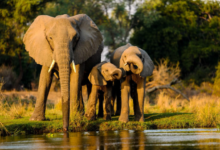 African Safari Tours to Explore the Wild Experience