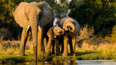 African Safari Tours to Explore the Wild Experience