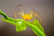deadly spider species identified