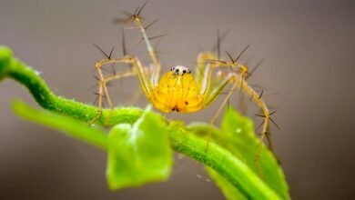 deadly spider species identified