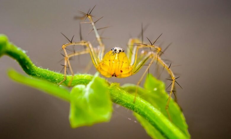 deadly spider species identified