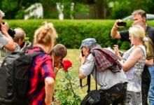 amateurite trends gaining attention online